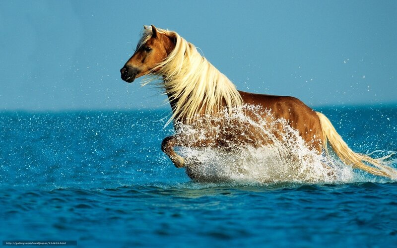 Brown Horse Running in Water — Blue, Dynamic, Afternoon