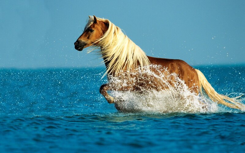 Brown Horse Running in Water — Blue, Dynamic