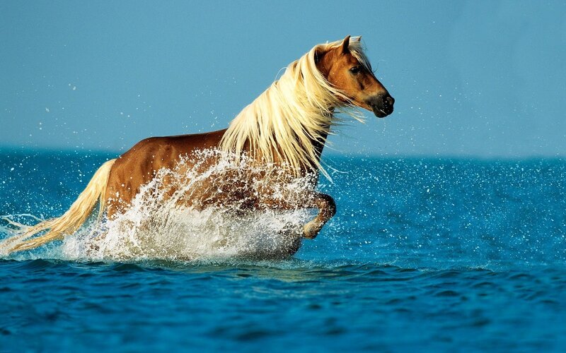 Brown Horse Running in Water — Blue