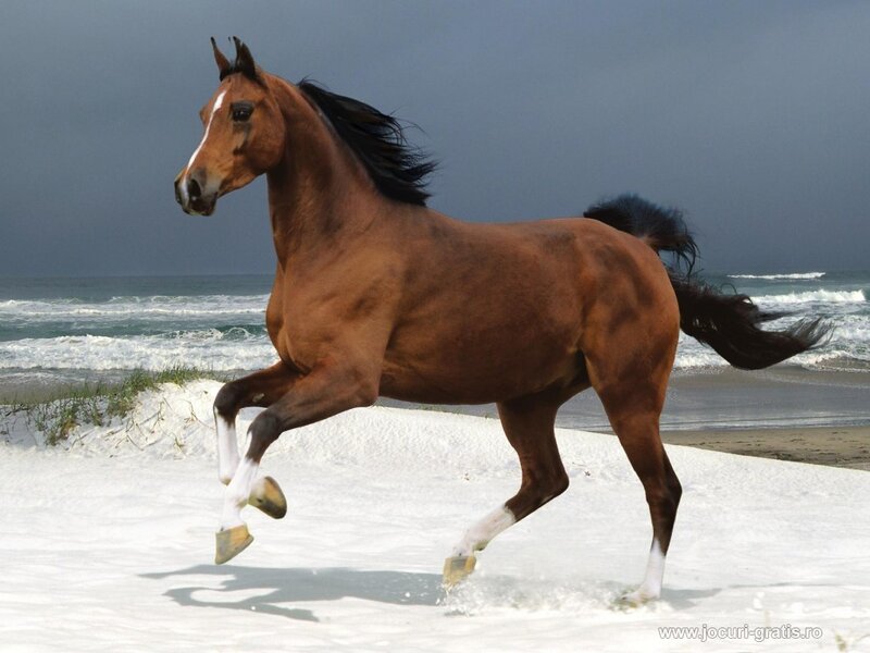 Brown horse running on beach