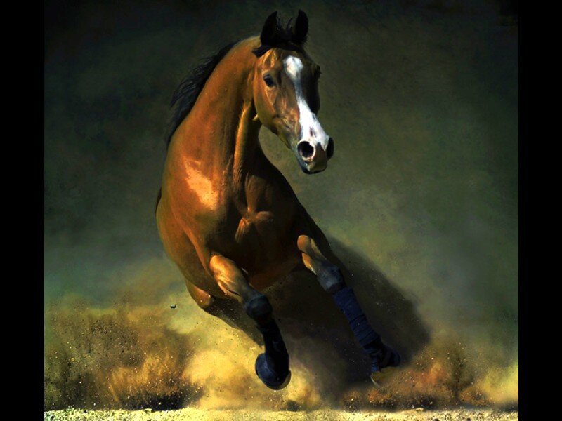 brown horse running on dirt