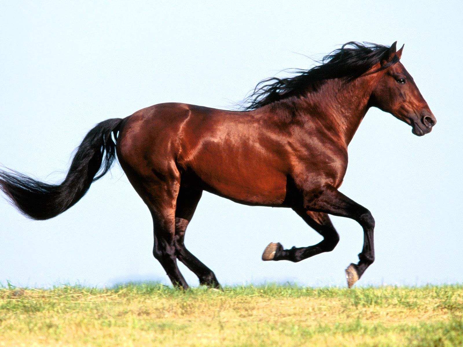brown horse running on grass