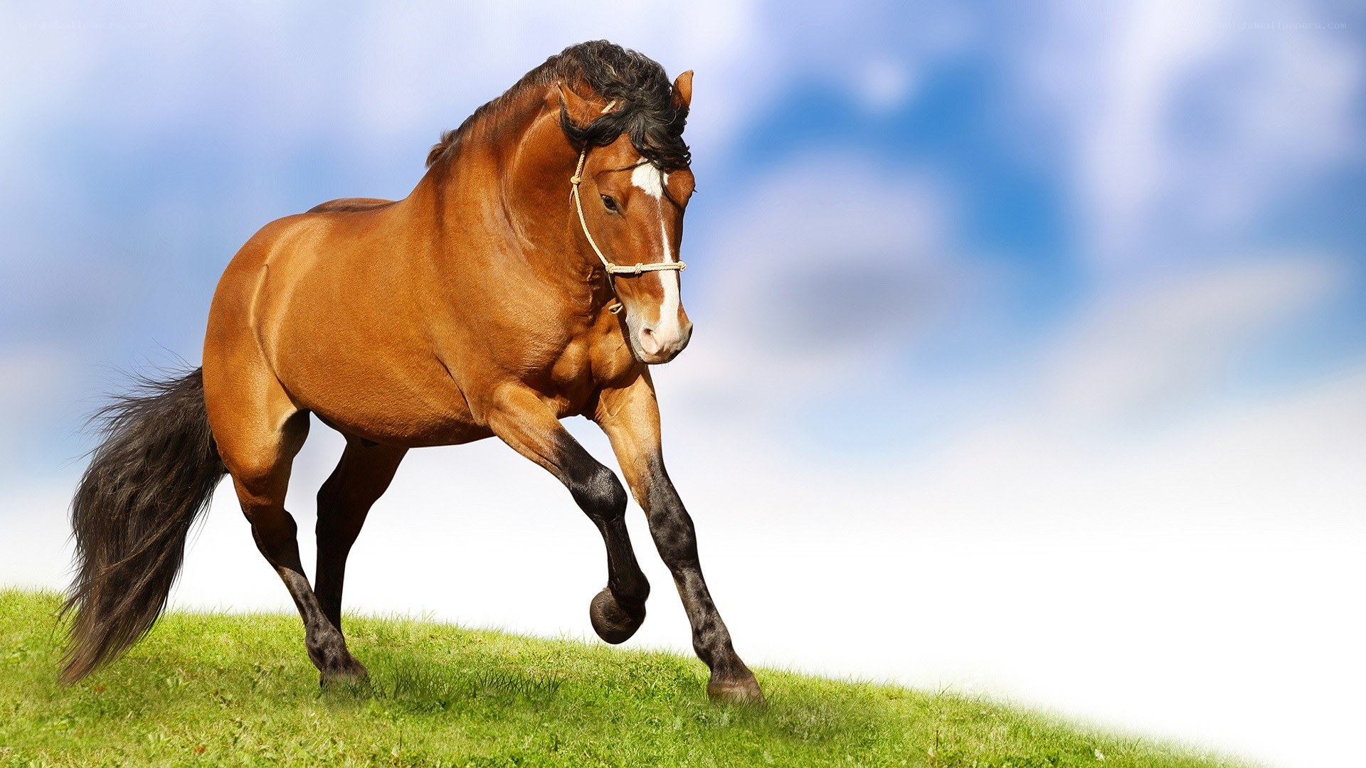 brown horse running on grass