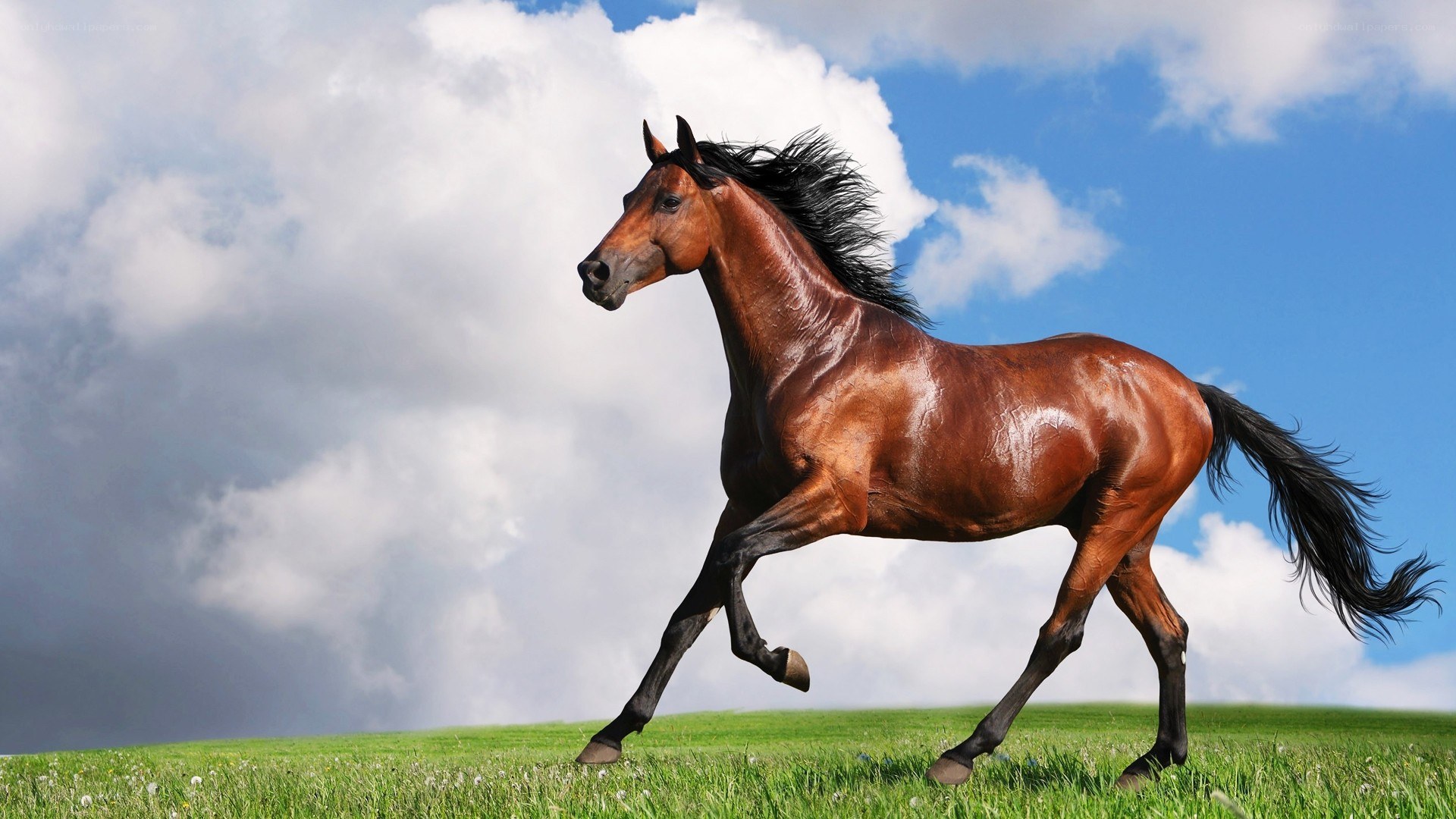 Brown horse running on grass