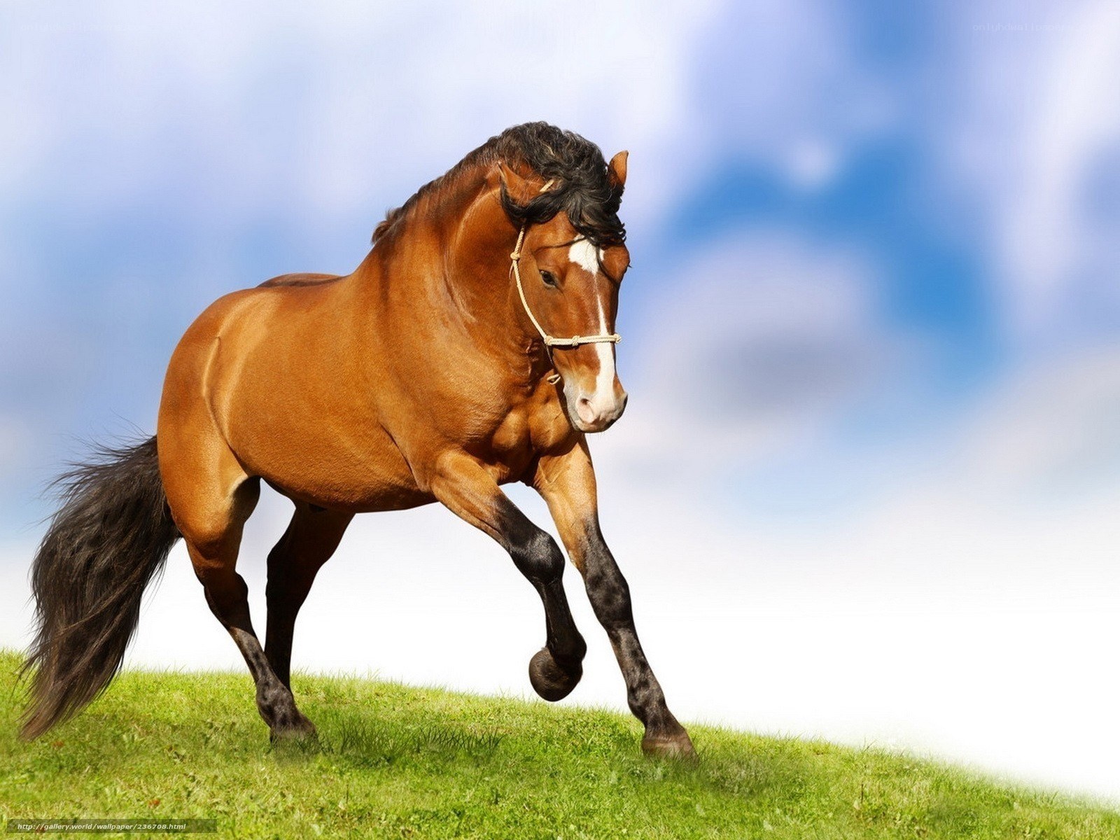 Brown horse running on grass