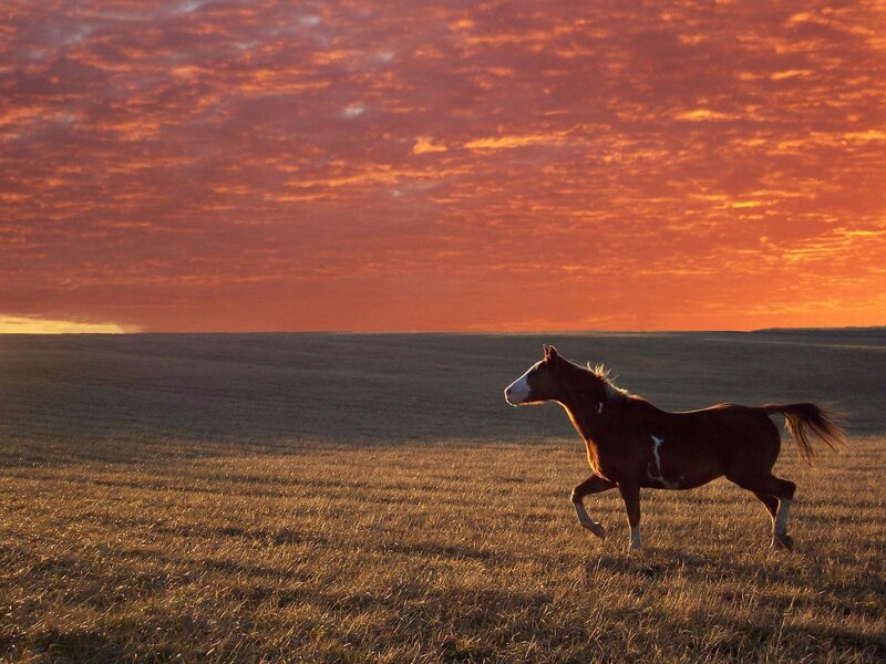 Brown Horse Running — Orange, Dramatic, Sunset, Photograph, Field