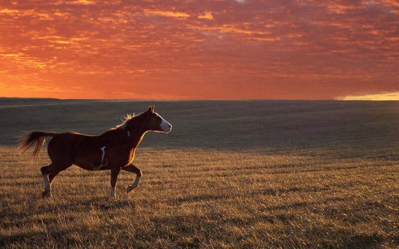 Brown Horse Running — Orange, Dramatic, Sunset, Photograph