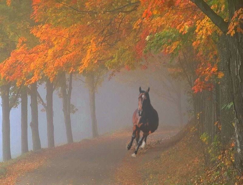 Brown Horse Running — Orange, Serene