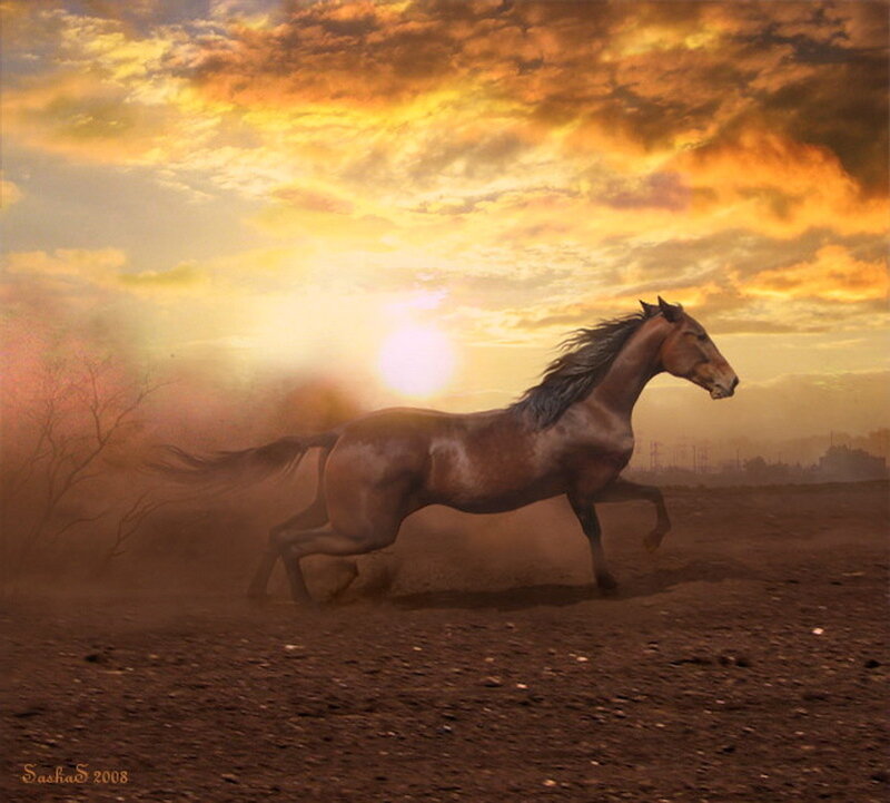 Brown Horse Running — Orange
