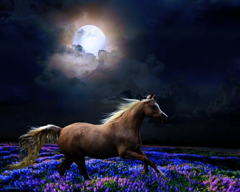 Brown Horse Running — Purple