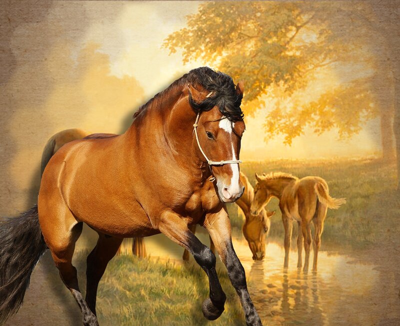Brown Horse Running — Serene, Sunset