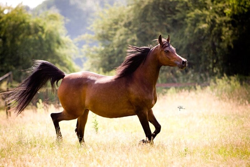 Brown Horse Running — Serene