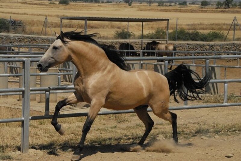 Brown Horse Running — Tan, Active