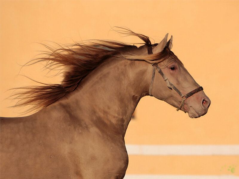 Brown Horse Running — Tan, Dynamic