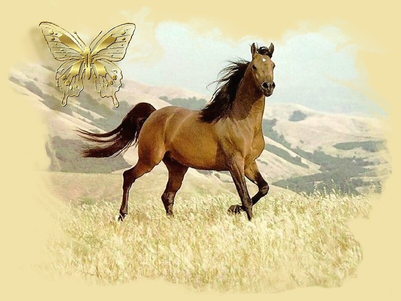 Brown Horse Running — Tan