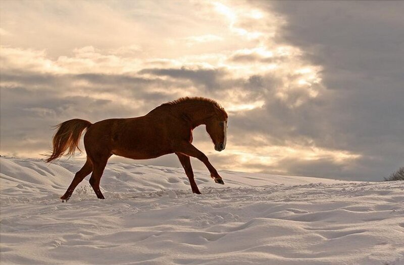 Brown Horse Running — White, Dramatic