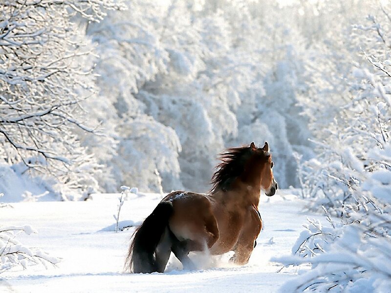 Brown Horse Running — White, Dynamic