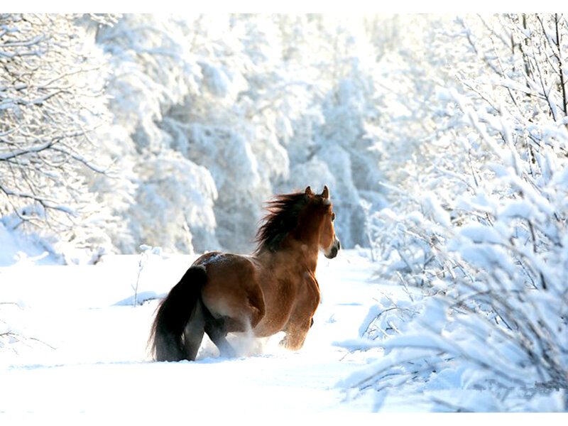 Brown Horse Running — White, Serene