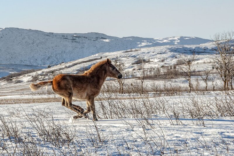 Brown Horse Running — White, Serene, Winter, Photograph