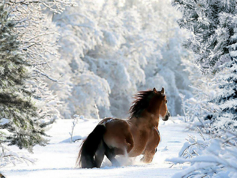 Brown Horse Running — White, Serene, Winter