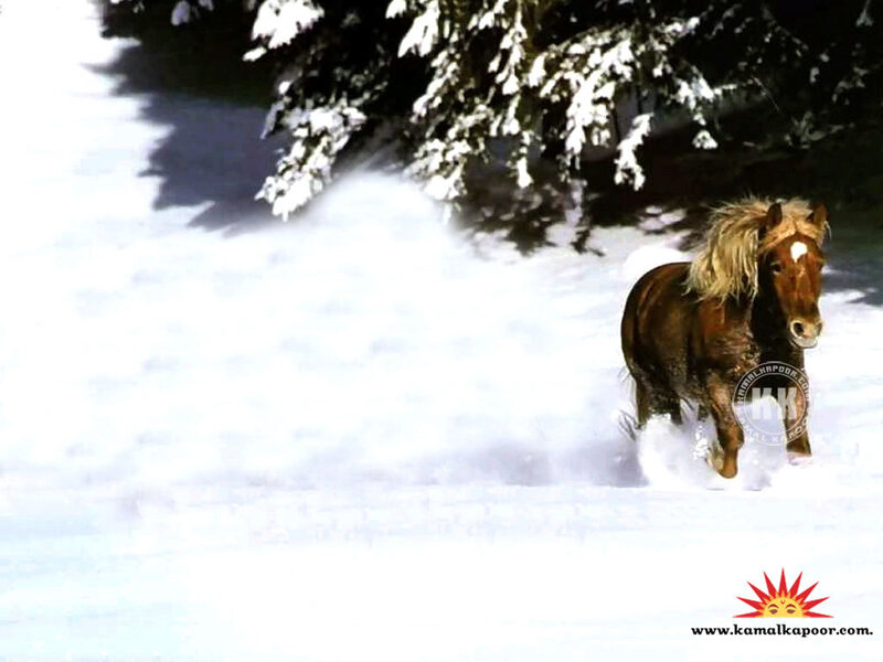 Brown Horse Running — White