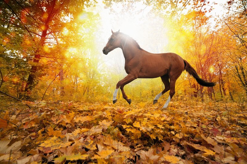 Brown Horse Running — Yellow, Dramatic, Autumn, Photograph