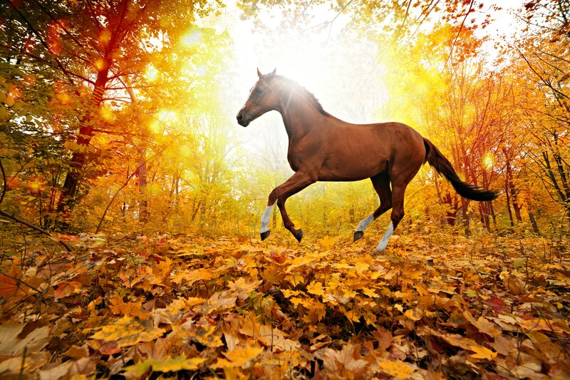 Brown Horse Running — Yellow, Dramatic, Autumn