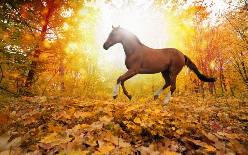 Brown Horse Running — Yellow, Dramatic