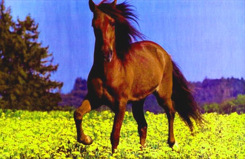 Brown Horse Running — Yellow, Dynamic, Afternoon, Photograph