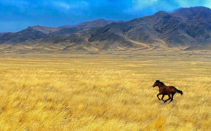 Brown Horse Running — Yellow, Open
