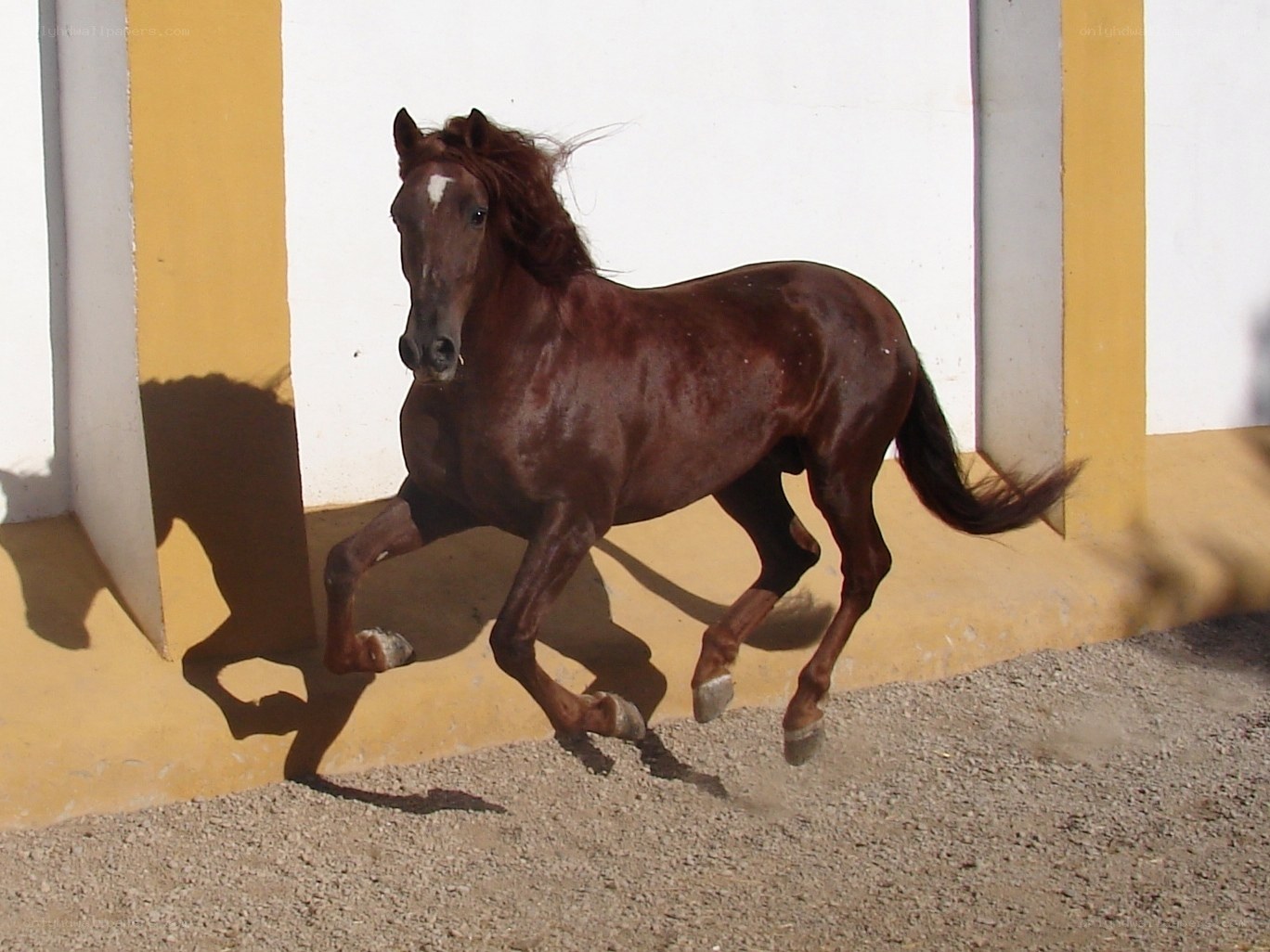 brown horse running