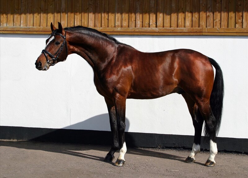 Brown Horse Standing — Calm, Afternoon, Photograph, Bridle