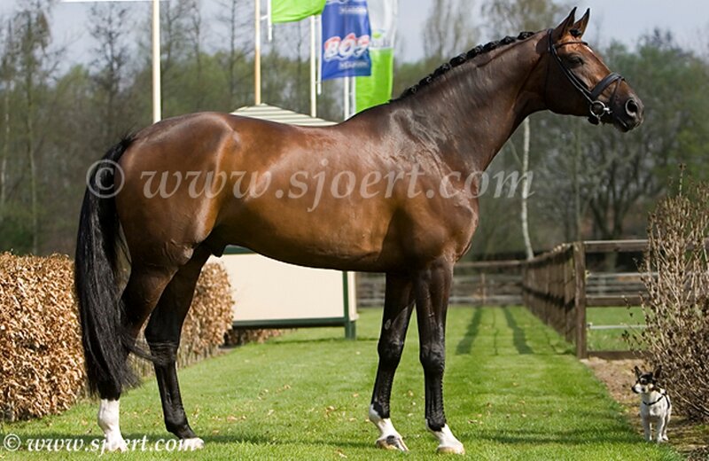Brown Horse Standing — Calm, Afternoon, Photograph, Dog