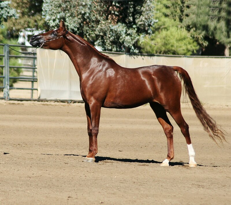 Brown Horse Standing — Calm, Afternoon, Photograph, Fence