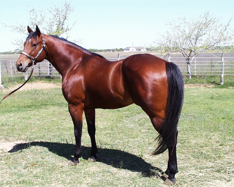 Brown Horse Standing — Calm, Afternoon, Photograph, Fence, Tree