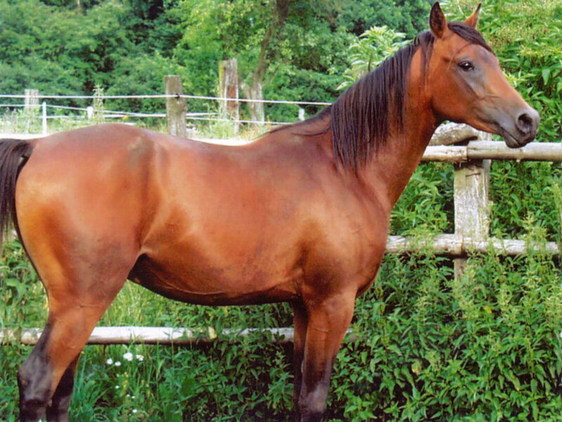 Brown Horse Standing — Calm, Afternoon, Photograph, Fence, Trees