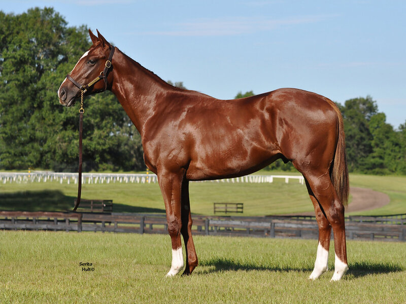 Brown Horse Standing — Calm, Afternoon, Photograph, Grass Field