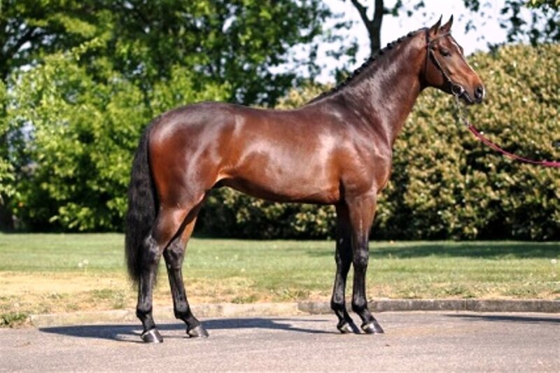 Brown Horse Standing — Calm, Afternoon, Photograph, Grass, Trees, Pavement