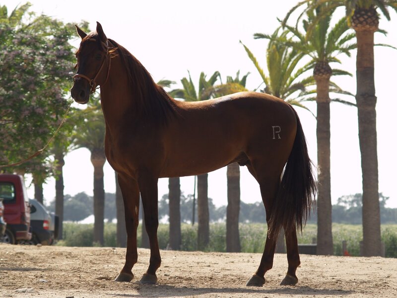 Brown Horse Standing — Calm, Afternoon, Photograph, Palm Trees
