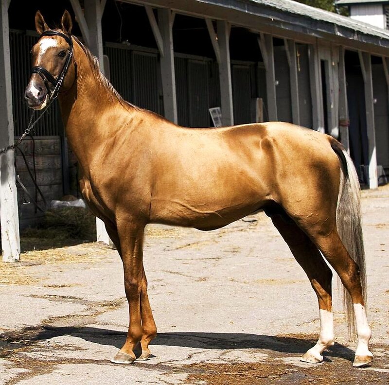 Brown Horse Standing — Calm, Afternoon, Photograph, Stable, Halter, Concrete Ground