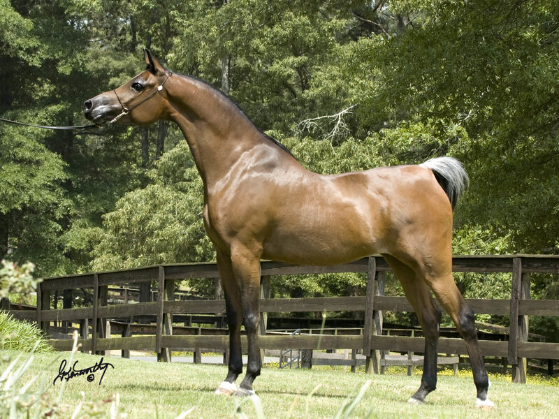 Brown Horse Standing — Calm, Afternoon, Photograph