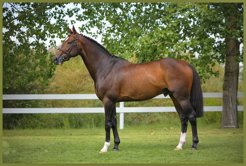 Brown Horse Standing — Calm, Afternoon, Photograph, Tree, Fence, Grass