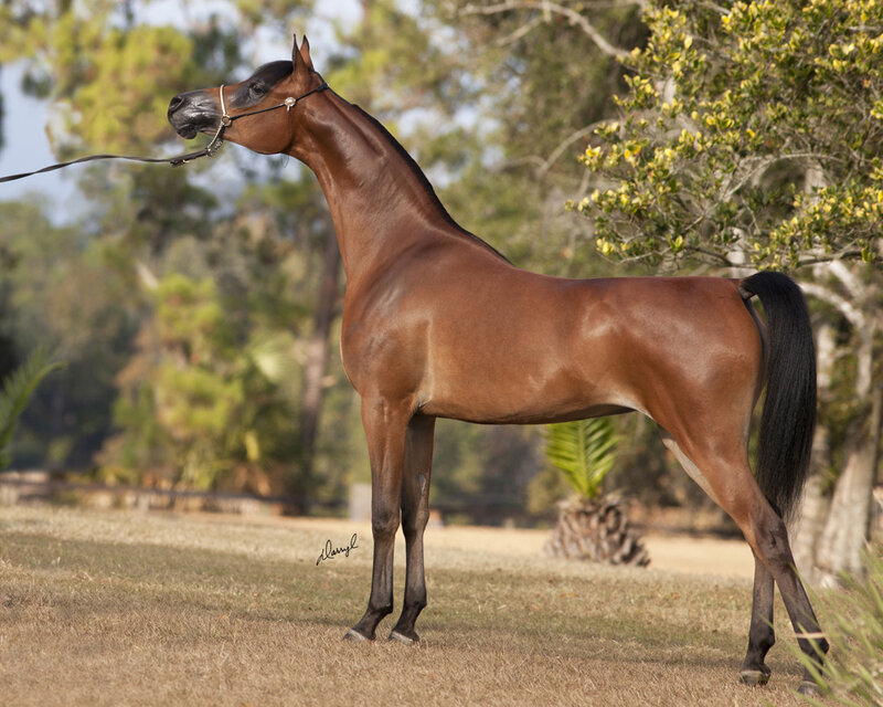 Brown Horse Standing — Calm, Afternoon, Photograph, Tree, Grass