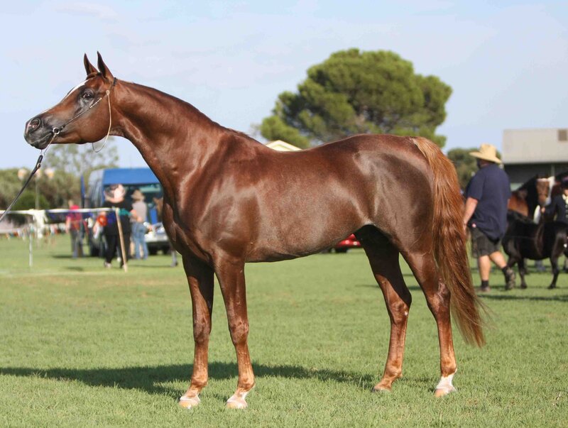 Brown Horse Standing — Calm, Afternoon