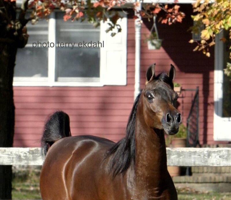 Brown Horse Standing — Calm, Autumn