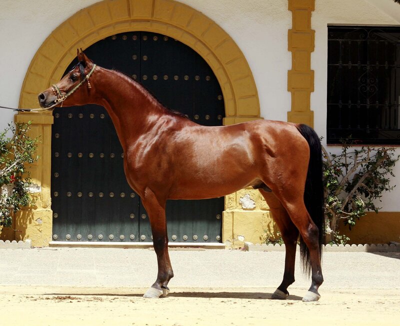 Brown Horse Standing — Calm, Daytime