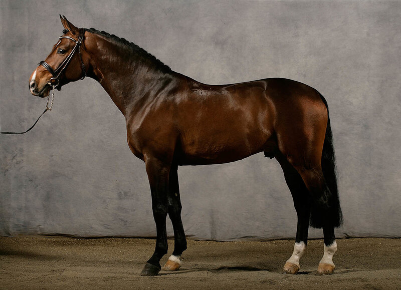 Brown Horse Standing — Calm, Photograph