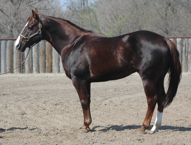 Brown Horse Standing — Calm, Spring, Photograph