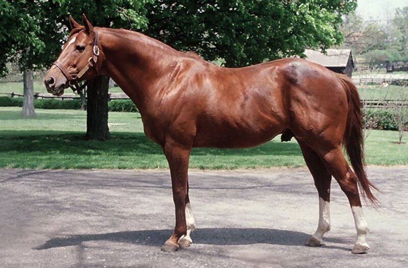 Brown Horse Standing — Calm, Summer