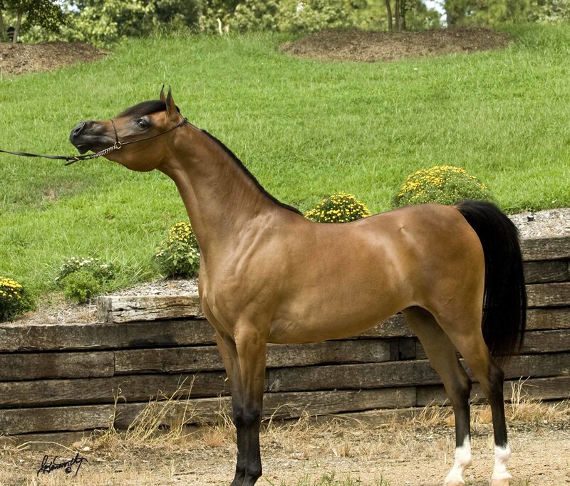 Brown Horse Standing — Calm